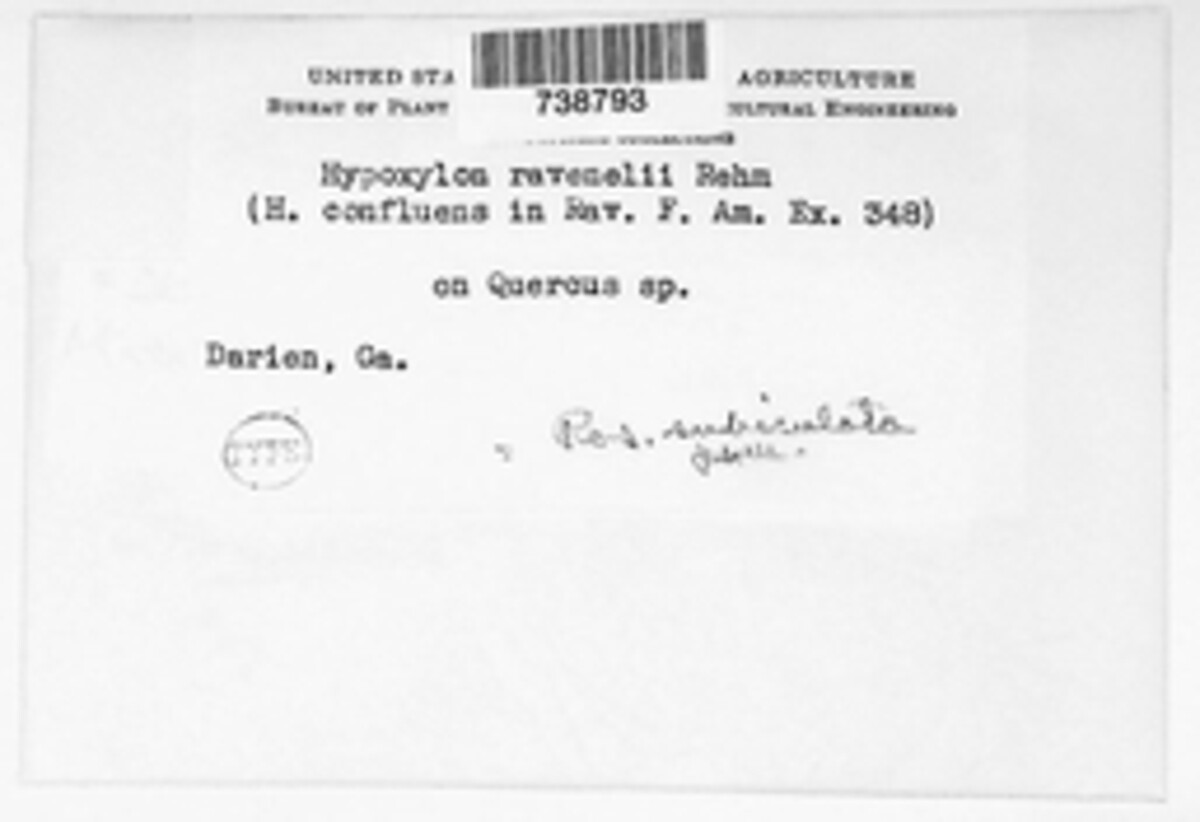 Nemania ravenelii image